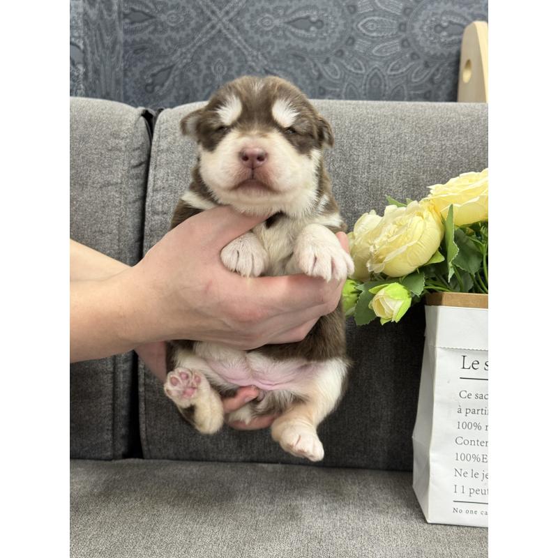 販売中の茨城県のアラスカンマラミュート-446270の5枚目