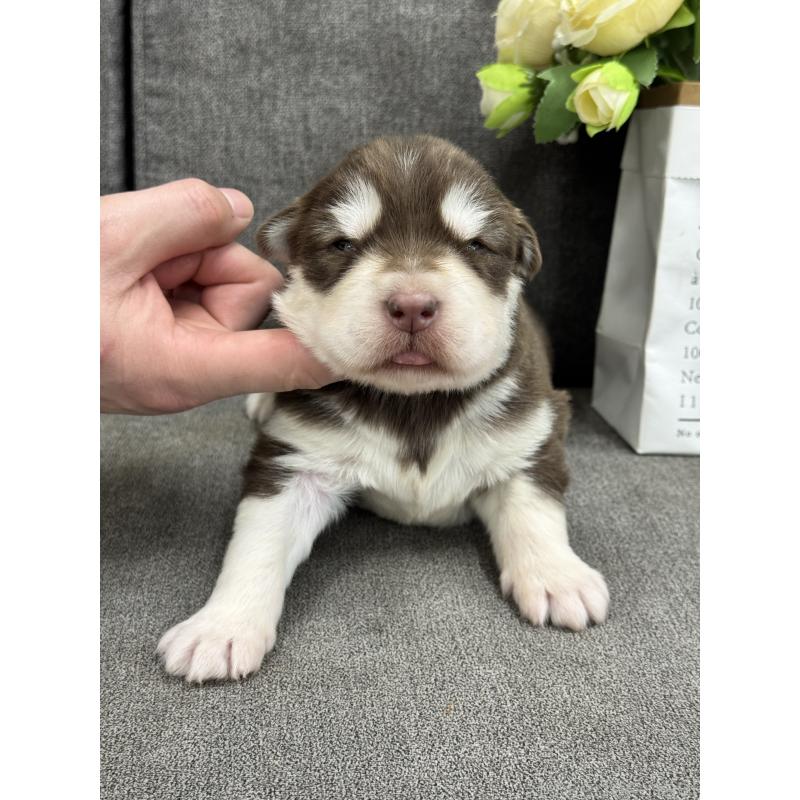 販売中の茨城県のアラスカンマラミュート-446270の3枚目