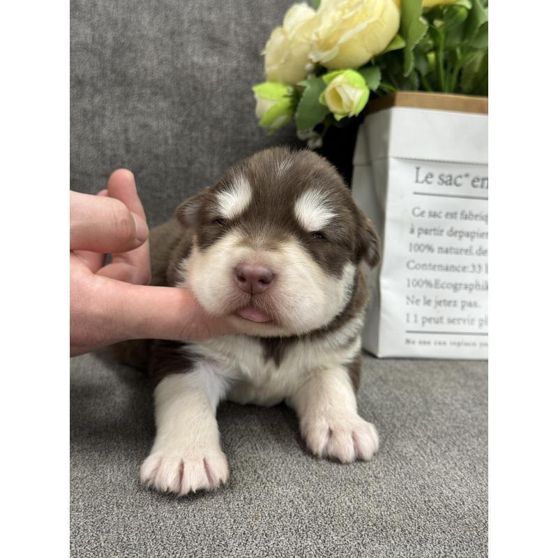 販売中の茨城県のアラスカンマラミュート-446270の2枚目