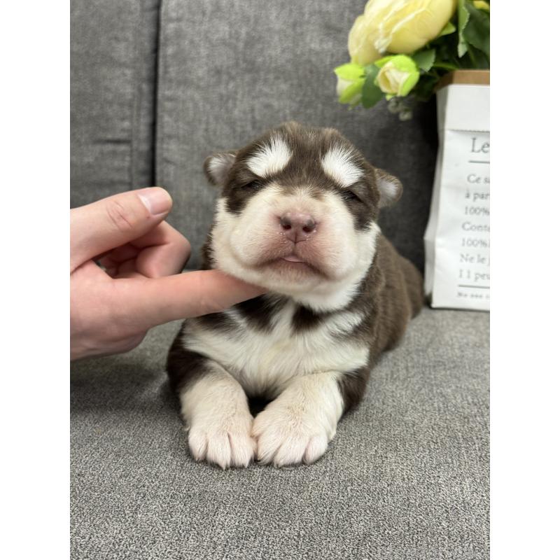 販売中の茨城県のアラスカンマラミュート-446272の5枚目