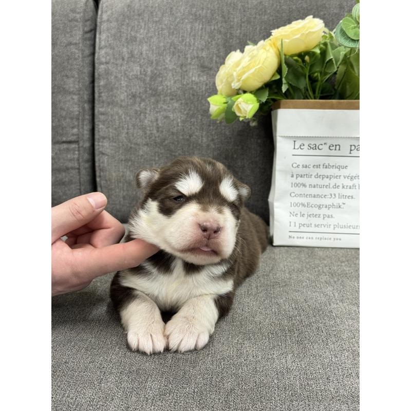 販売中の茨城県のアラスカンマラミュート-446272の4枚目