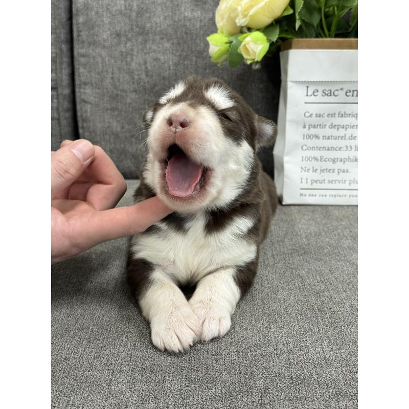 販売中の茨城県のアラスカンマラミュート-446272の3枚目