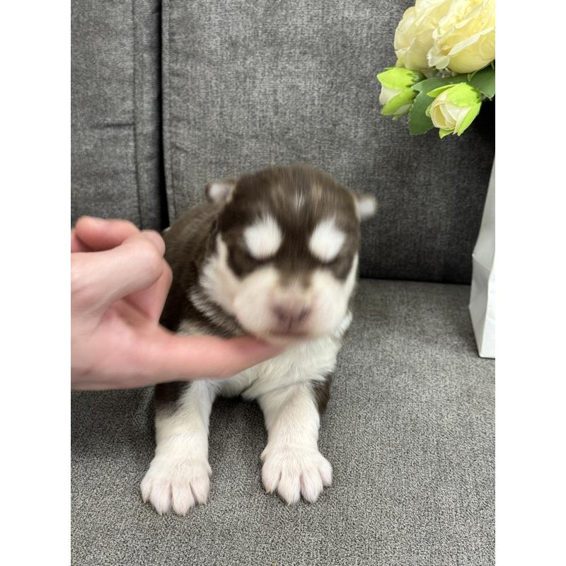 販売中の茨城県のアラスカンマラミュート-446272の2枚目