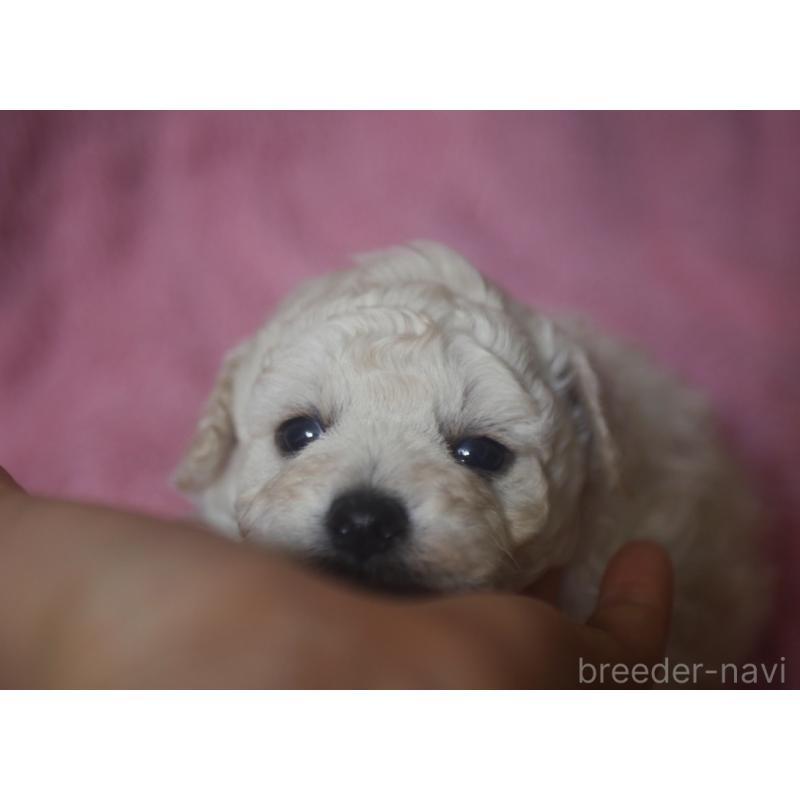 販売中の香川県のトイプードル-443292の5枚目