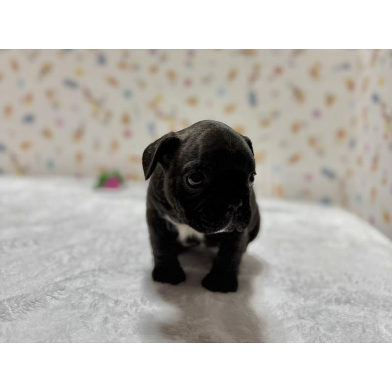 販売中の東京都のフレンチブルドッグ-444401