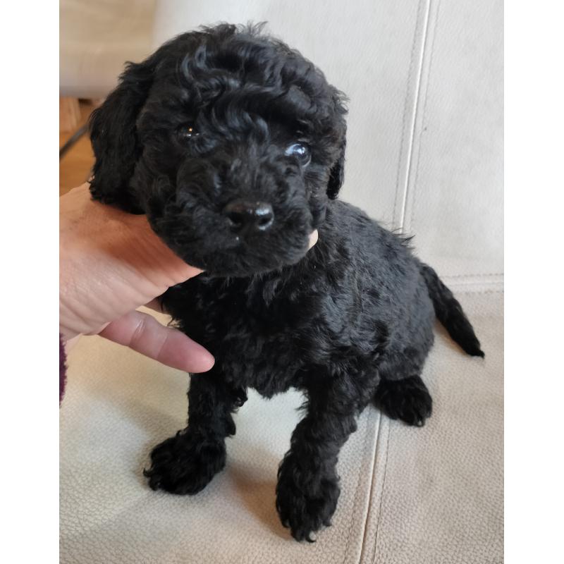 販売中の岐阜県のミニチュアプードル-446161