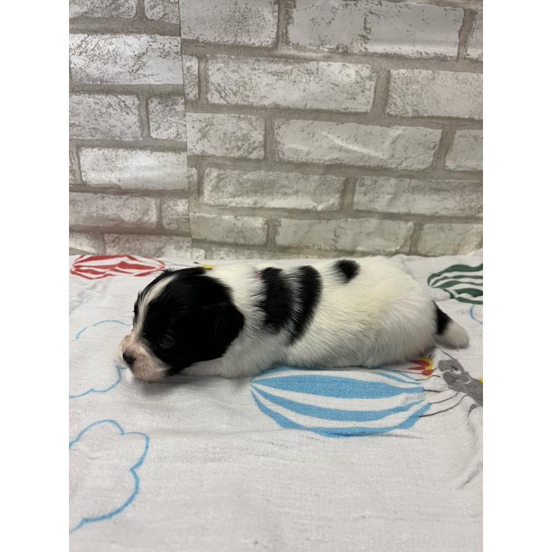 販売中の千葉県のパピヨン-446163の4枚目