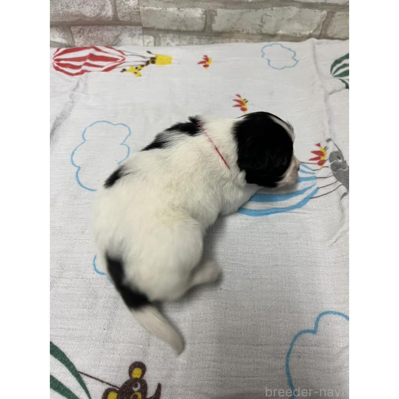 販売中の千葉県のパピヨン-446163の3枚目