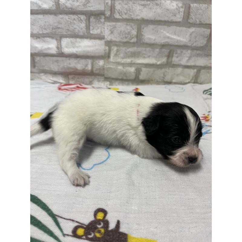 販売中の千葉県のパピヨン-446163の2枚目