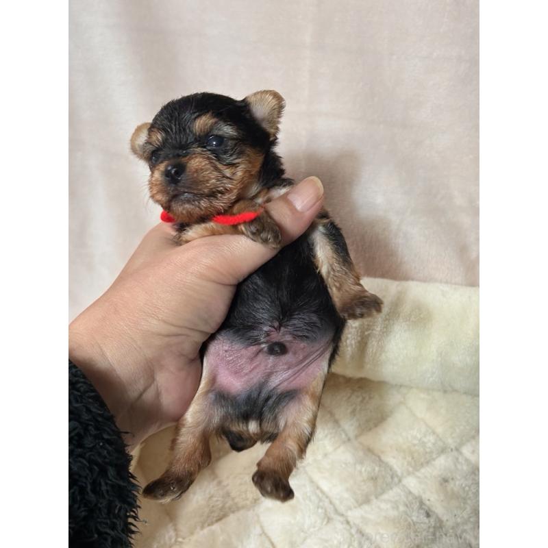 販売中の鹿児島県のヨークシャーテリア-446162の3枚目