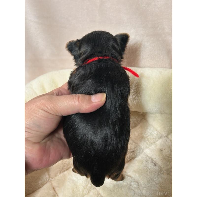 販売中の鹿児島県のヨークシャーテリア-446162の2枚目
