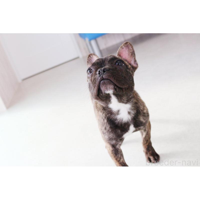 販売中の京都府のフレンチブルドッグ-417030の2枚目