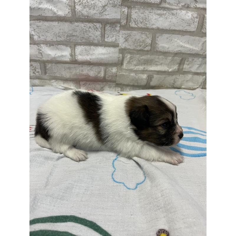 販売中の千葉県のパピヨン-446164の2枚目