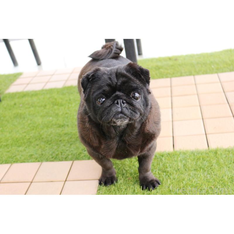 販売中の京都府のパグ-446165の6枚目