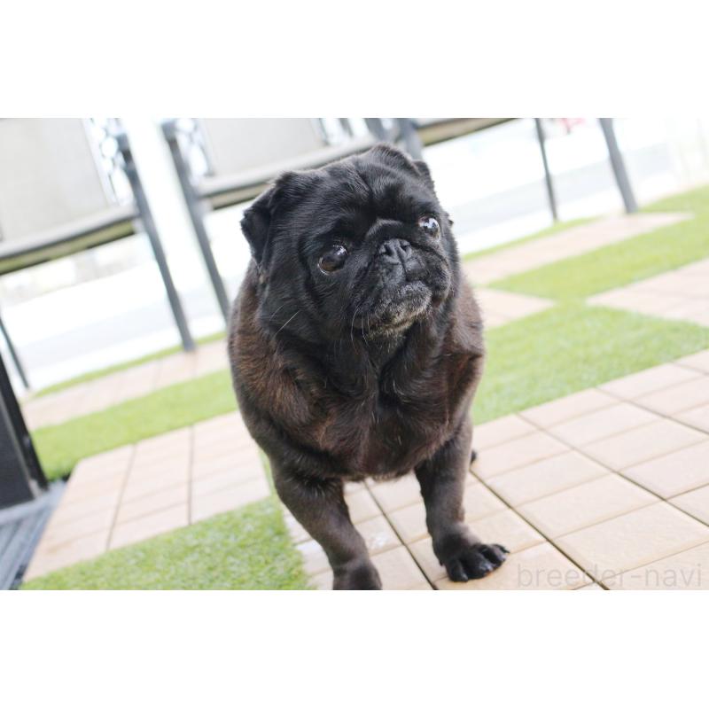 販売中の京都府のパグ-446165の3枚目