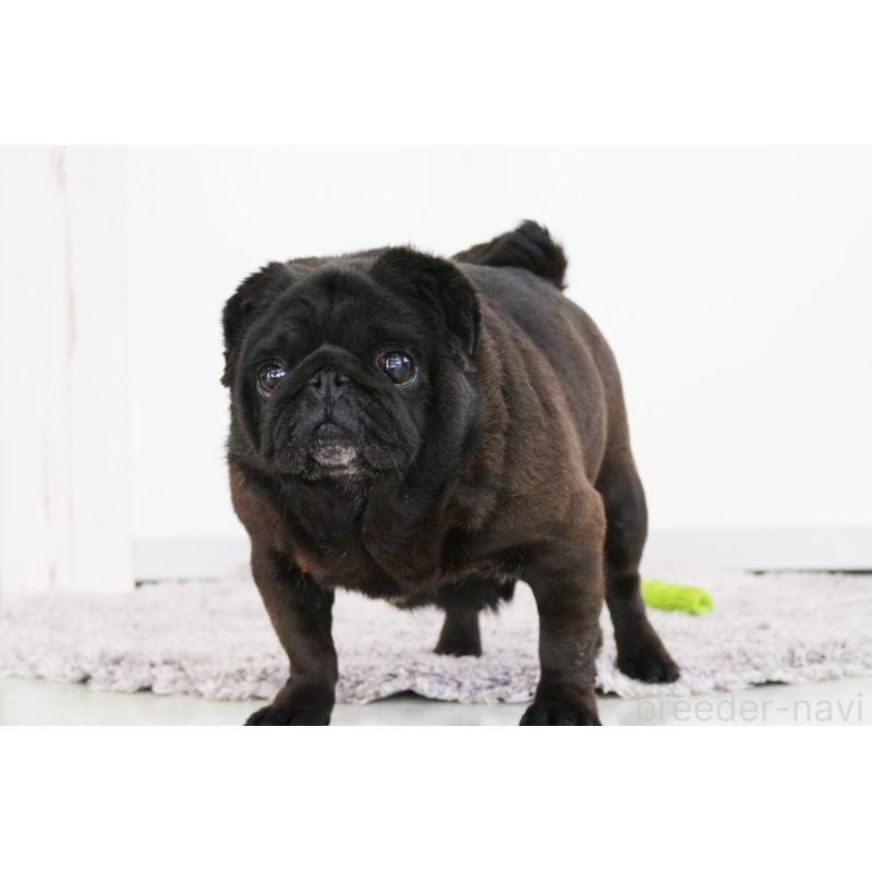 販売中の京都府のパグ-446165の2枚目