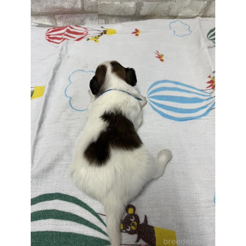 販売中の千葉県のパピヨン-446166の3枚目