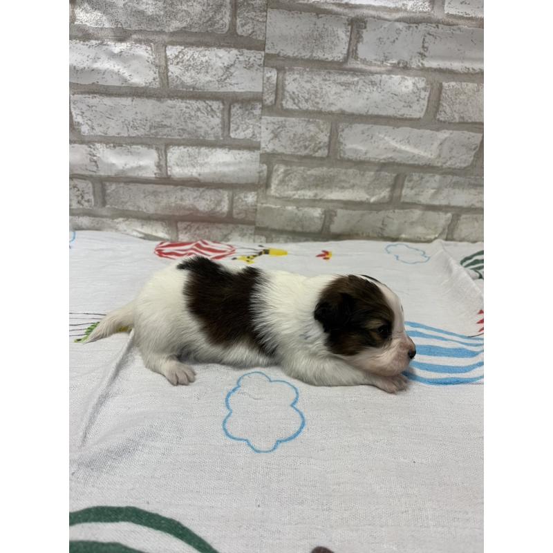 販売中の千葉県のパピヨン-446166の2枚目