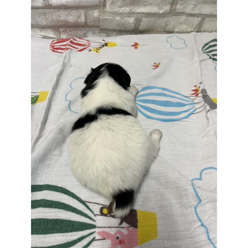 販売中の千葉県のパピヨン-446167の3枚目