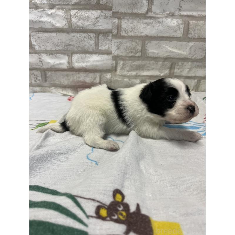 販売中の千葉県のパピヨン-446167の2枚目