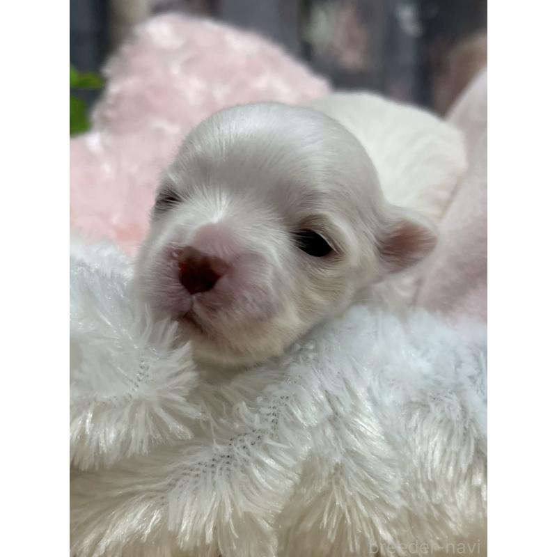 販売中の岐阜県のマルチーズ-444783