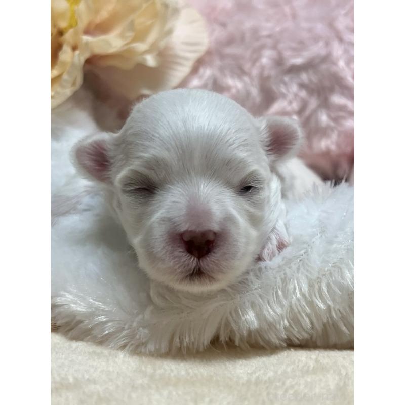 販売中の岐阜県のマルチーズ-444782