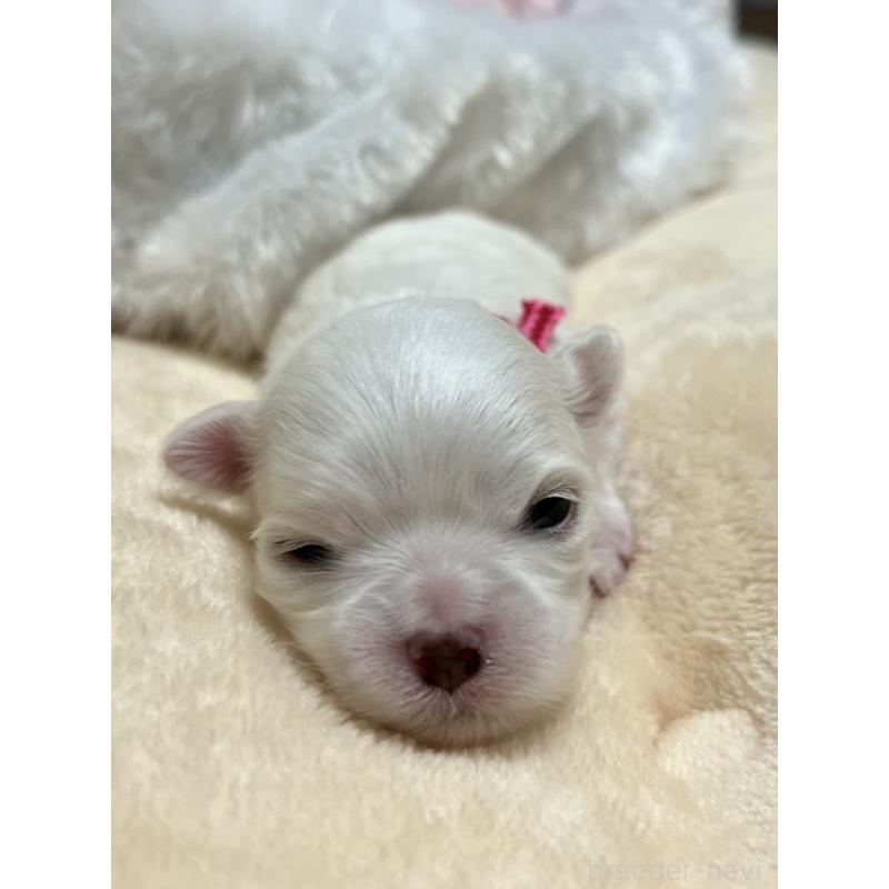 販売中ののマルチーズ-444779