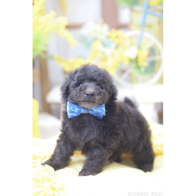 販売中の広島県のトイプードル-446170の2枚目