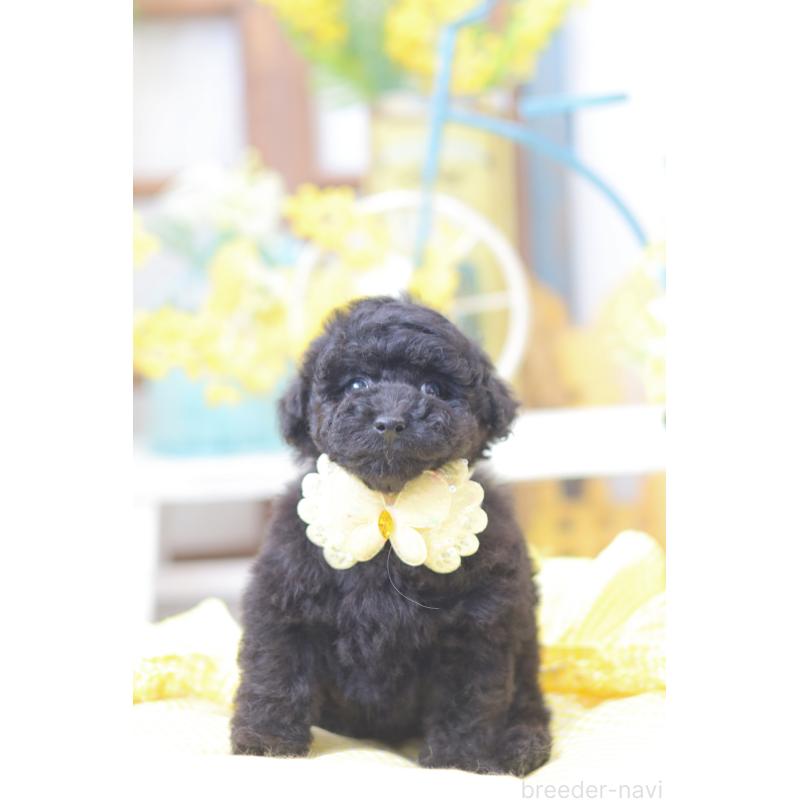 販売中の広島県のトイプードル-446171の2枚目