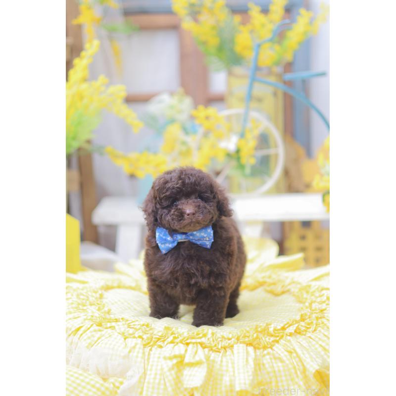 販売中の広島県のトイプードル-446172の2枚目