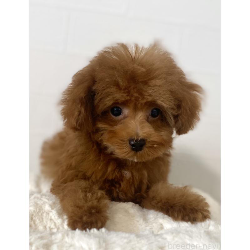 販売中の静岡県のタイニープードル-446173の4枚目