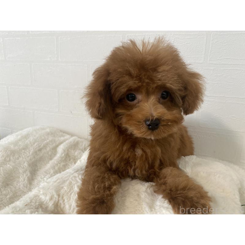 販売中の静岡県のタイニープードル-446173の3枚目