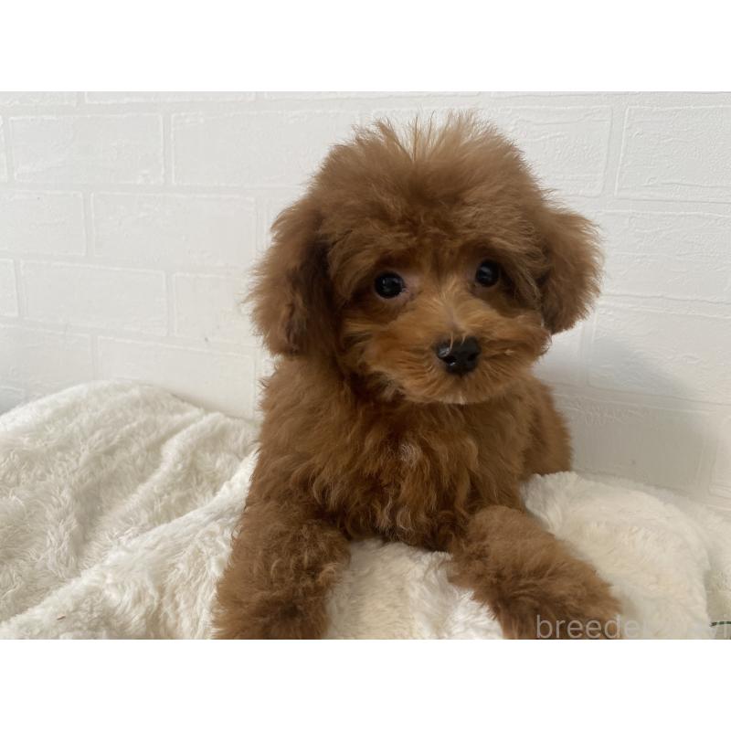 販売中の静岡県のタイニープードル-446173の2枚目