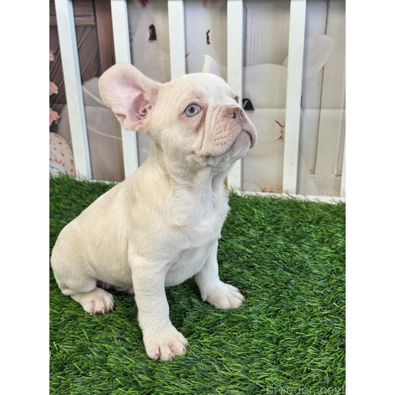 販売中の茨城県のフレンチブルドッグ-446275の5枚目