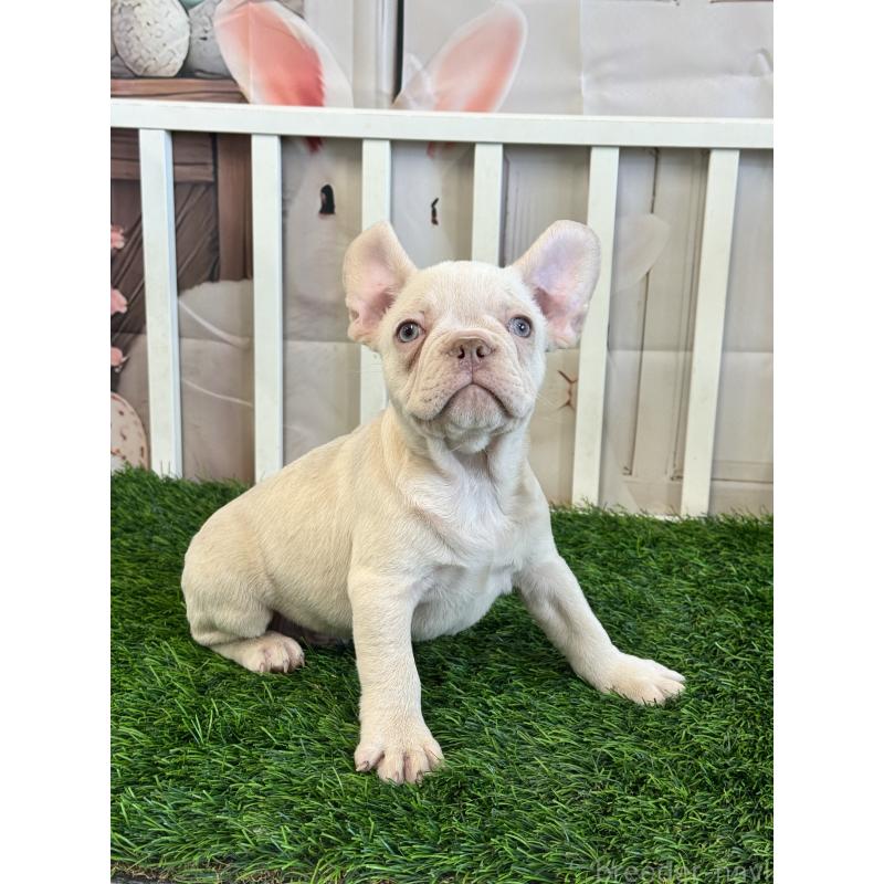 販売中の茨城県のフレンチブルドッグ-446275の3枚目