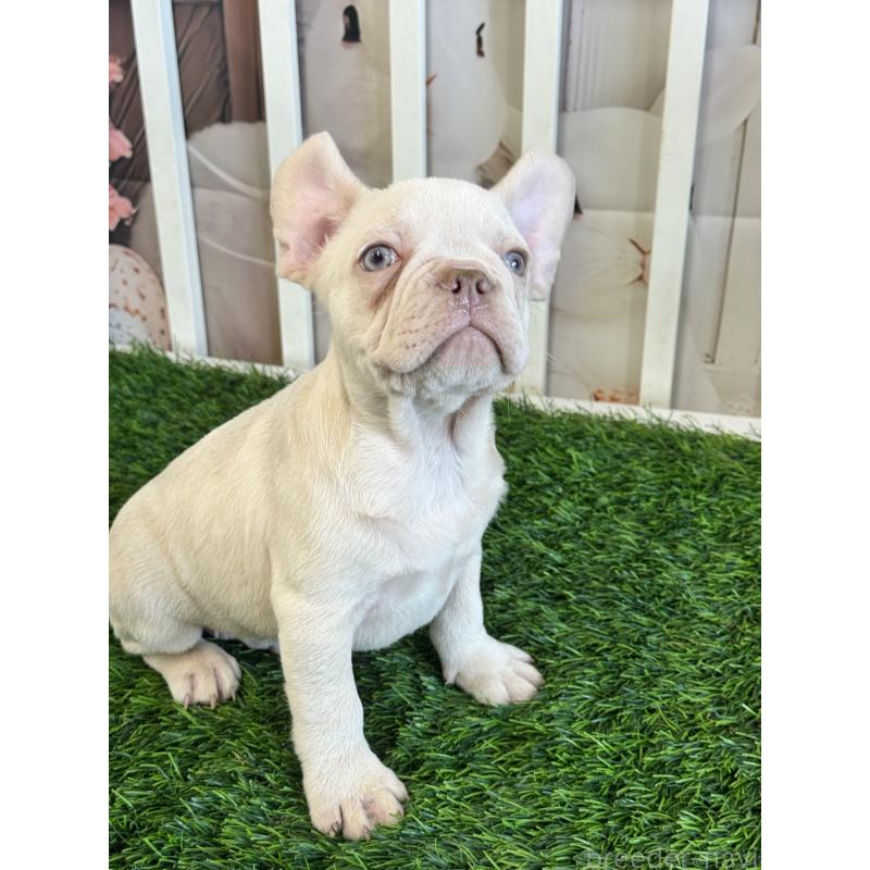 販売中の茨城県のフレンチブルドッグ-446275の2枚目