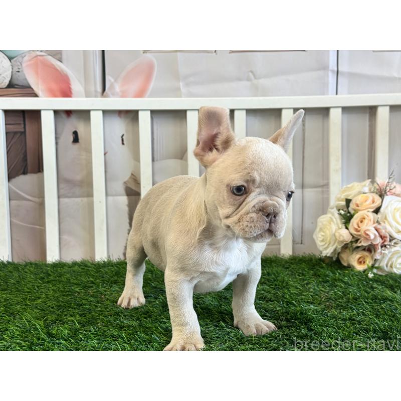 販売中の茨城県のフレンチブルドッグ-446276の6枚目