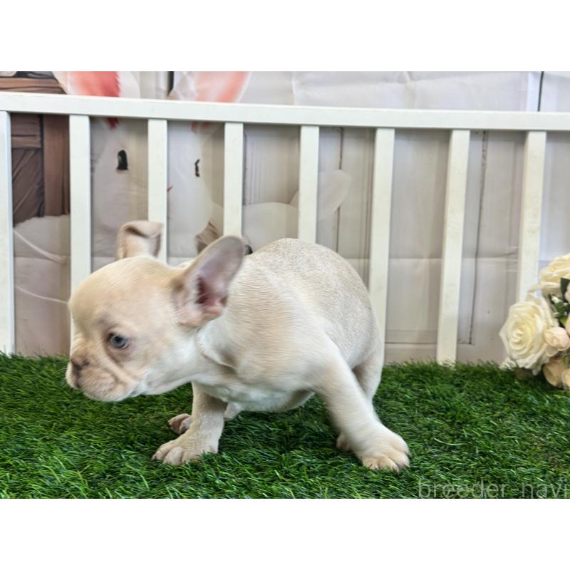 販売中の茨城県のフレンチブルドッグ-446276の5枚目