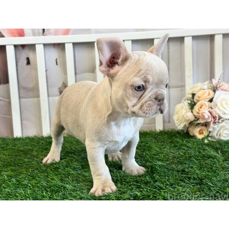 販売中の茨城県のフレンチブルドッグ-446276の4枚目
