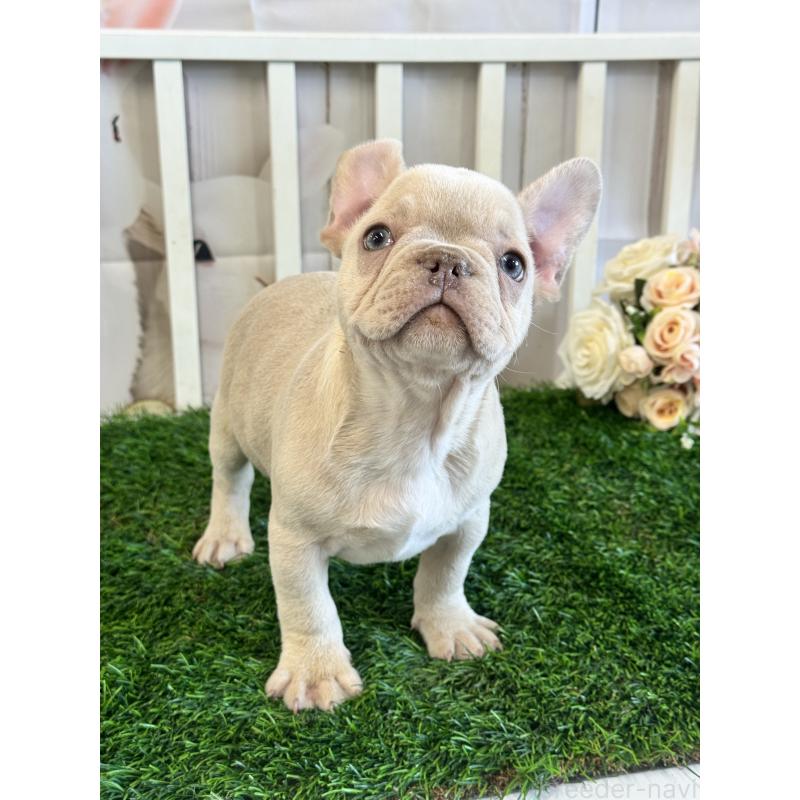 販売中の茨城県のフレンチブルドッグ-446276の3枚目