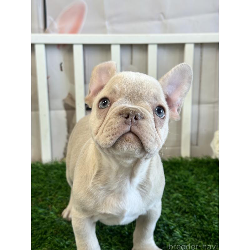 販売中の茨城県のフレンチブルドッグ-446276の2枚目