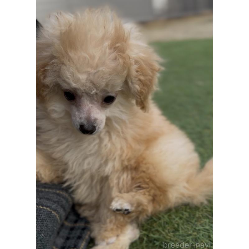 販売中の香川県のティーカッププードル-434547の4枚目