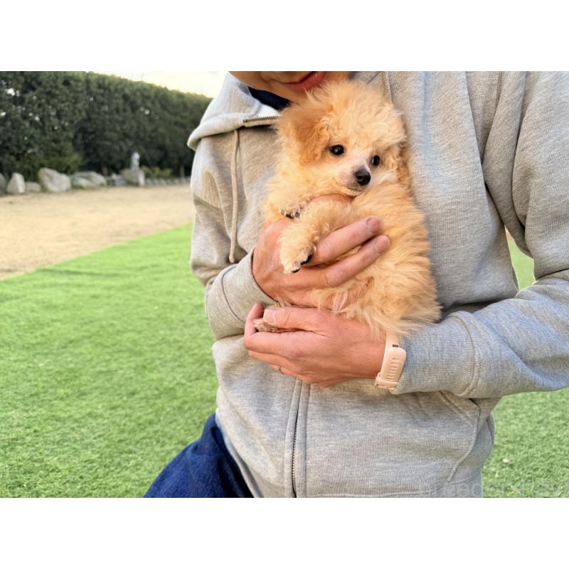 販売中の香川県のティーカッププードル-434547の3枚目