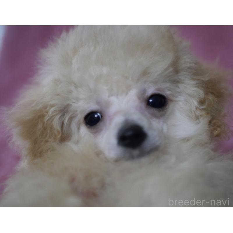 販売中の香川県のティーカッププードル-434547の2枚目