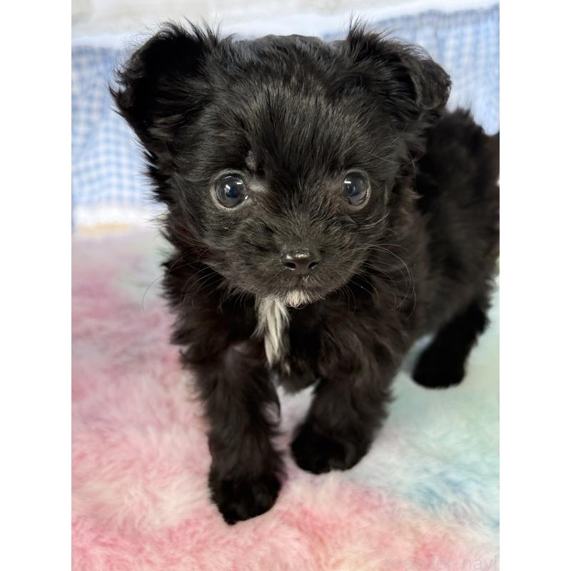 販売中の宮崎県のチワプー:チワワ×トイプードル-446278の5枚目