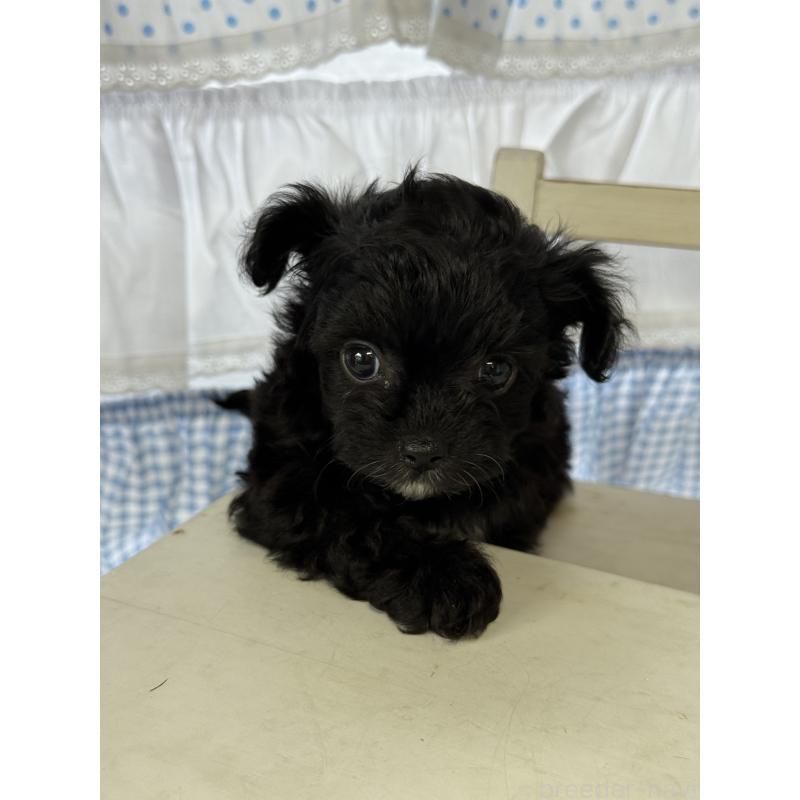 販売中の宮崎県のチワプー:チワワ×トイプードル-446278の4枚目