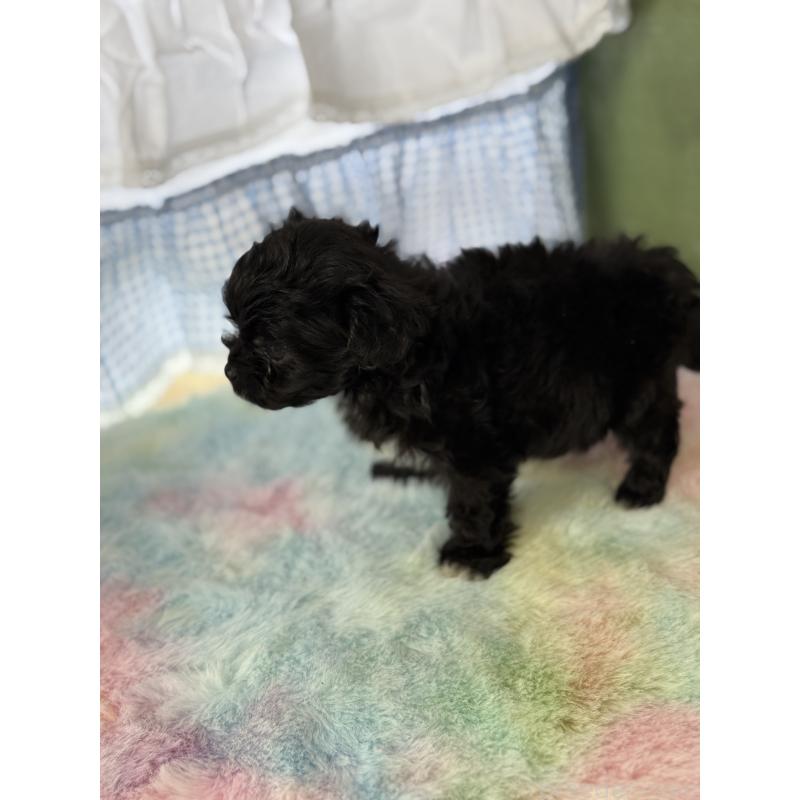 販売中の宮崎県のチワプー:チワワ×トイプードル-446278の3枚目