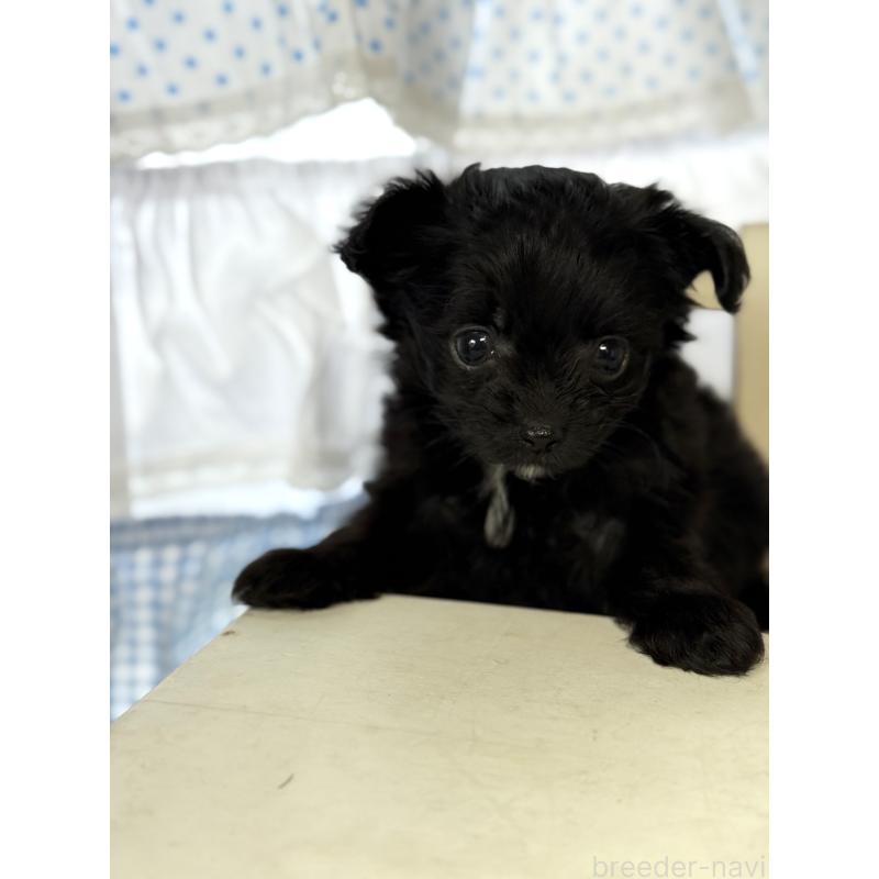 販売中の宮崎県のチワプー:チワワ×トイプードル-446278の2枚目