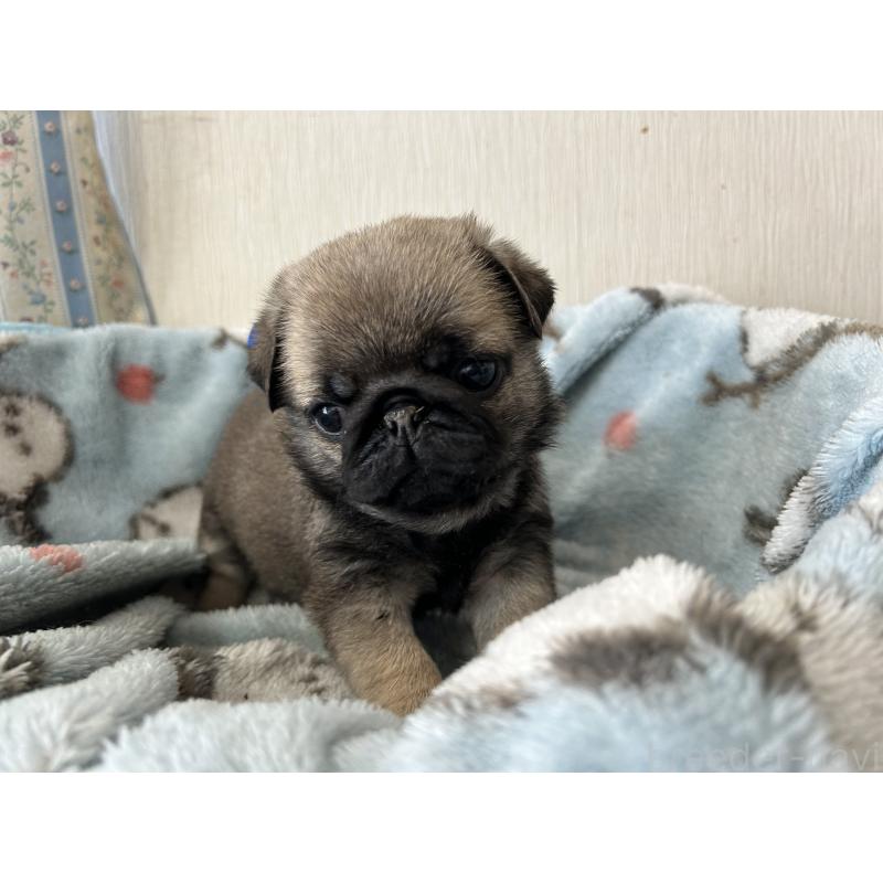 成約済の岡山県のパグ-440653の5枚目