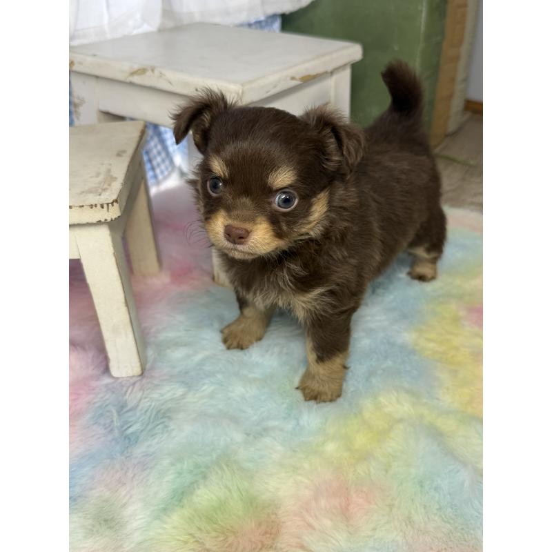 販売中の宮崎県のチワワ(ロングコート)-446279の6枚目